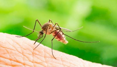 mosquito-season-in-vietnam